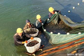 废旧池塘养泥鳅！乐陵拓宽乡村振兴路，带动农民致富  