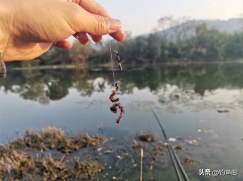 钓鲫鱼什么饵料最好用？别迷信商品饵，上鱼才是王道  -图2